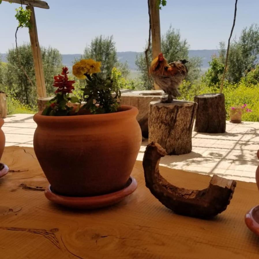 Le Chene D'Azrou Hotel Bagian luar foto