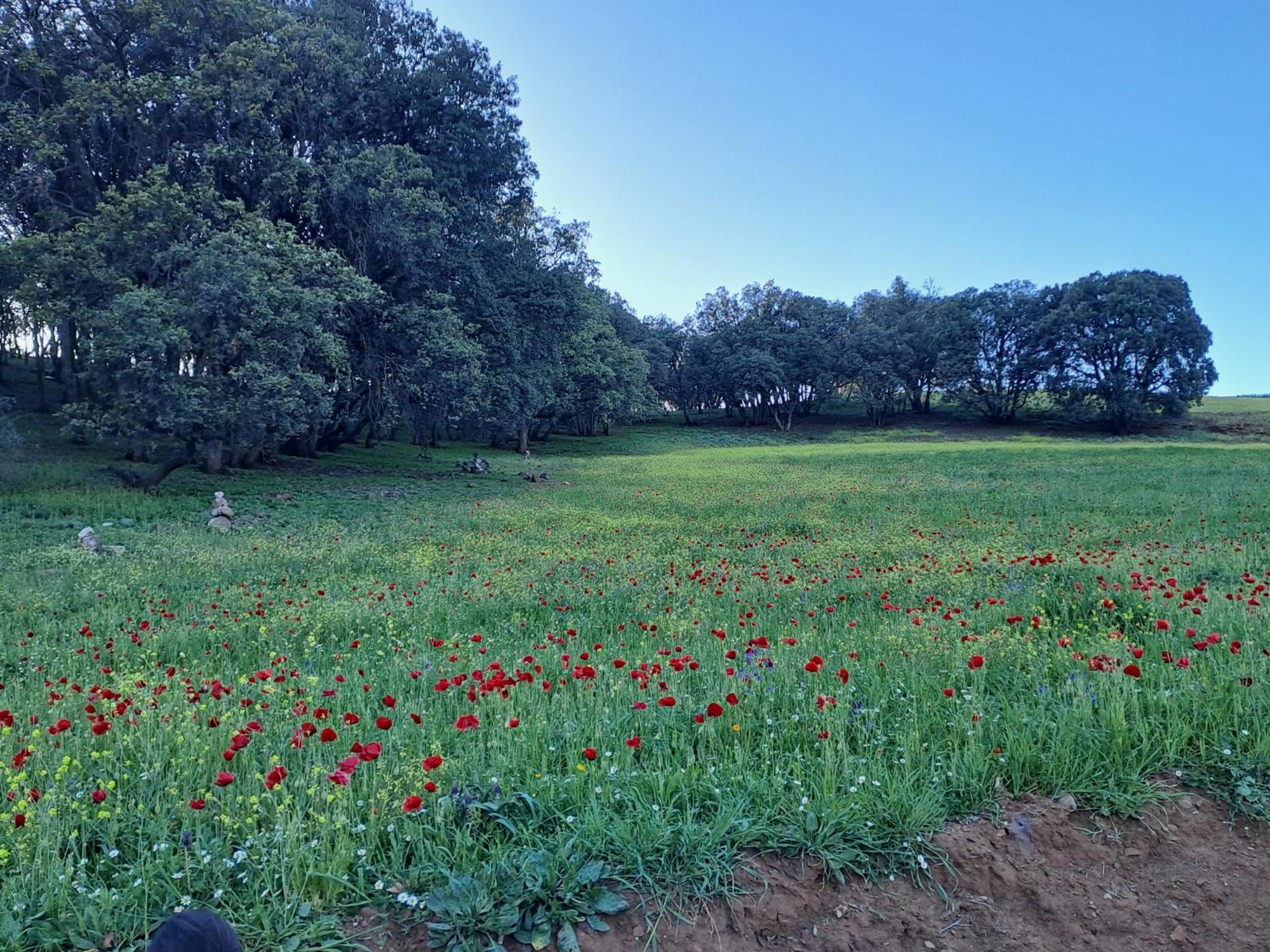Le Chene D'Azrou Hotel Bagian luar foto